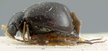 Media type: image; Entomology 18458   Aspect: habitus lateral view